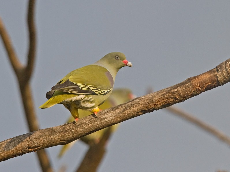 African Green-Pigeon (Gray-breasted) - ML240286021