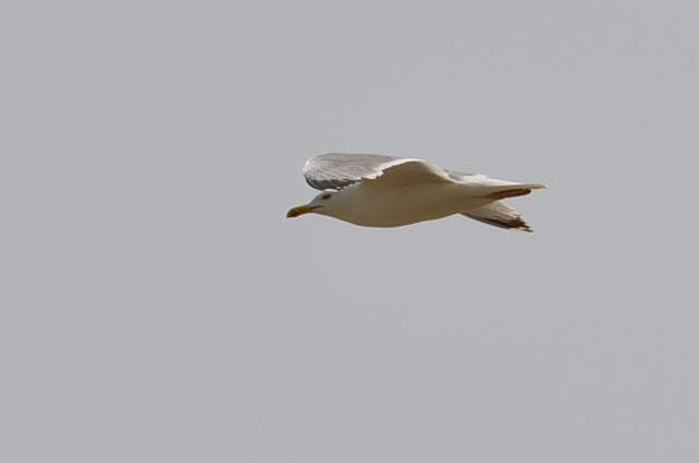 Yellow-legged Gull - Simone Markogiannaki