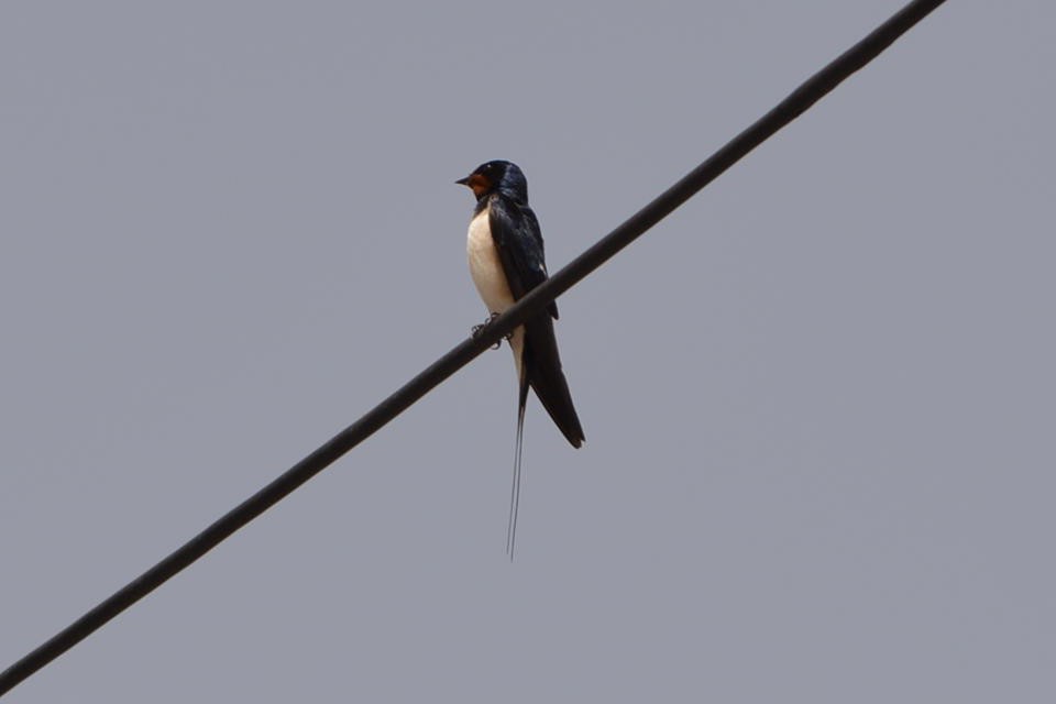 Barn Swallow - ML240288151