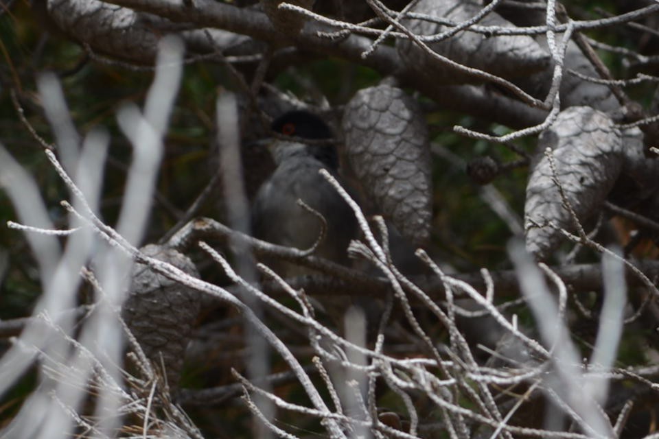 Sardinian Warbler - ML240288181