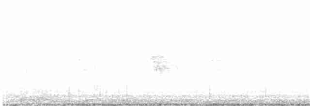 Texasnachtschwalbe - ML240289661