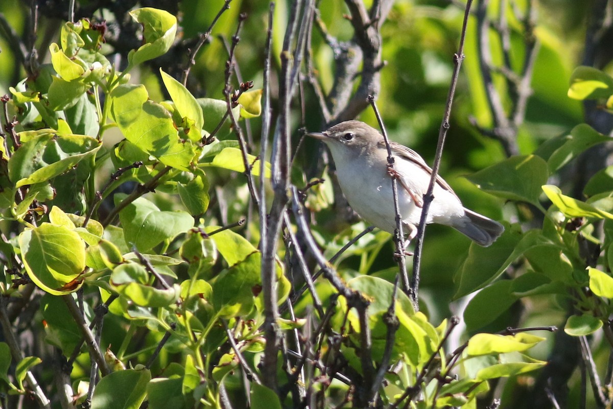 Booted Warbler - ML240291051