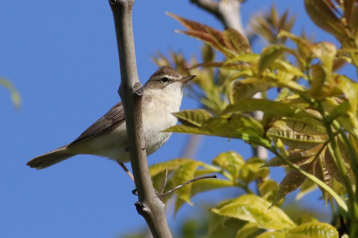 Booted Warbler - ML240291061