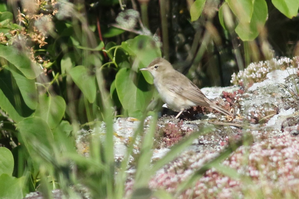 Booted Warbler - ML240291071