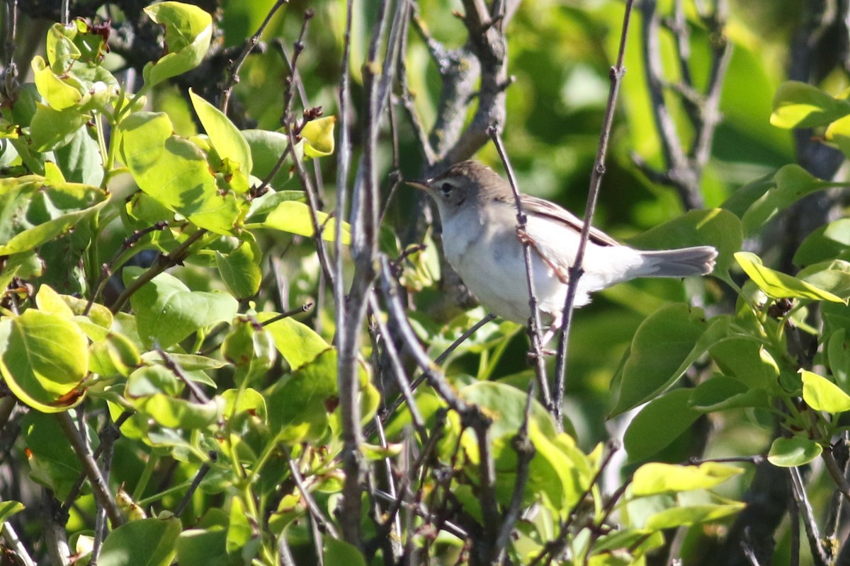 Booted Warbler - ML240291121