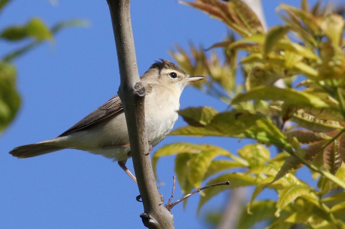 Booted Warbler - ML240291131