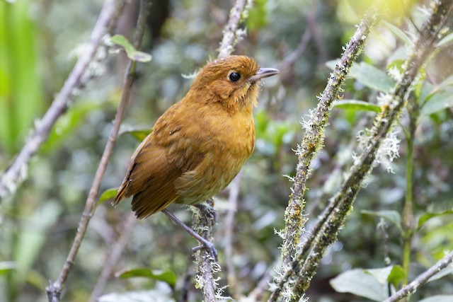 Possible confusion species:&nbsp;Muisca Antpitta (<em class="SciName notranslate">Grallaria rufula</em>). - Muisca Antpitta - 