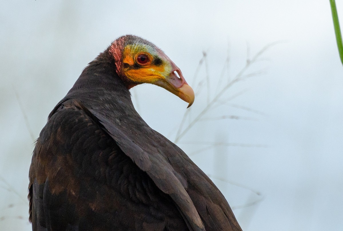 Lesser Yellow-headed Vulture - ML240295731
