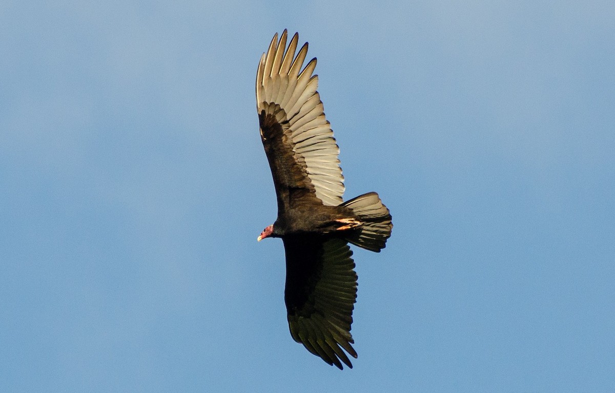 Turkey Vulture - ML240295921