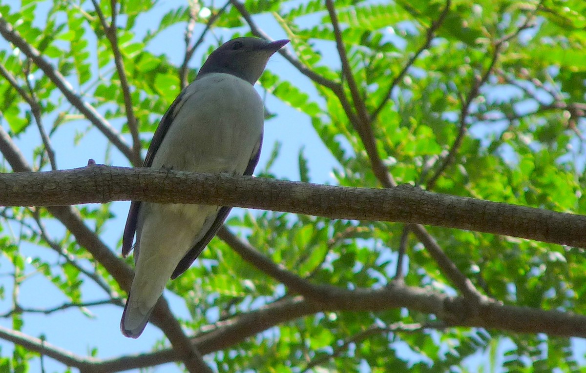 Madagascar Cuckooshrike - David Bree