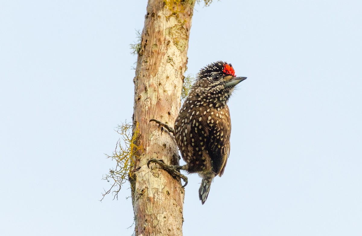 Spotted Piculet - Allisson Cafeseiro