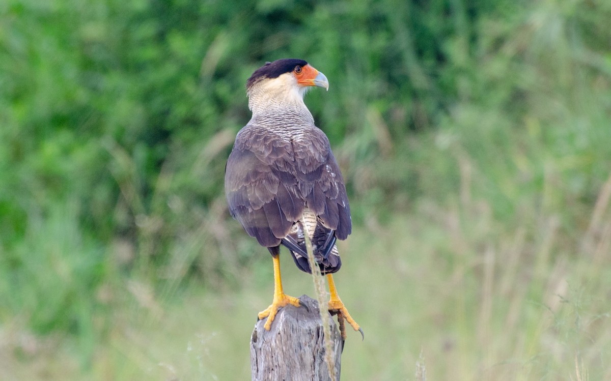 Crested Caracara (Southern) - ML240298141