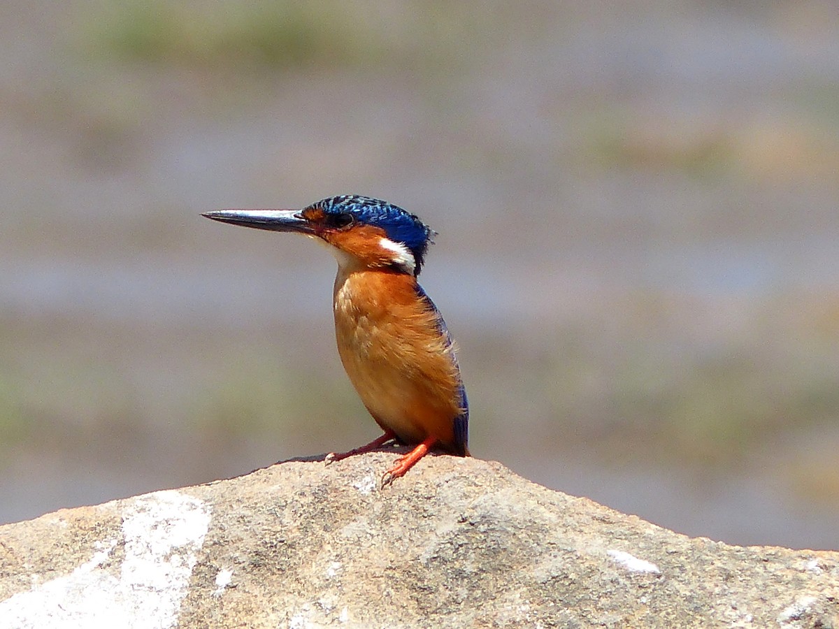 Malagasy Kingfisher - David Bree