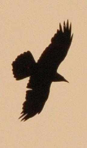 Common Raven - Kathy Hatch