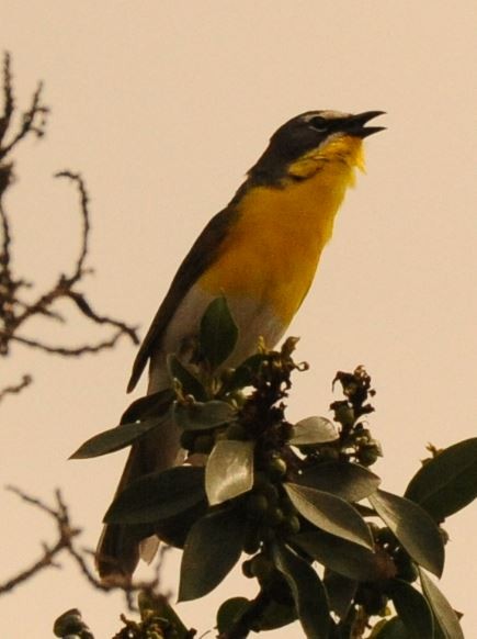 Yellow-breasted Chat - Kathy Hatch