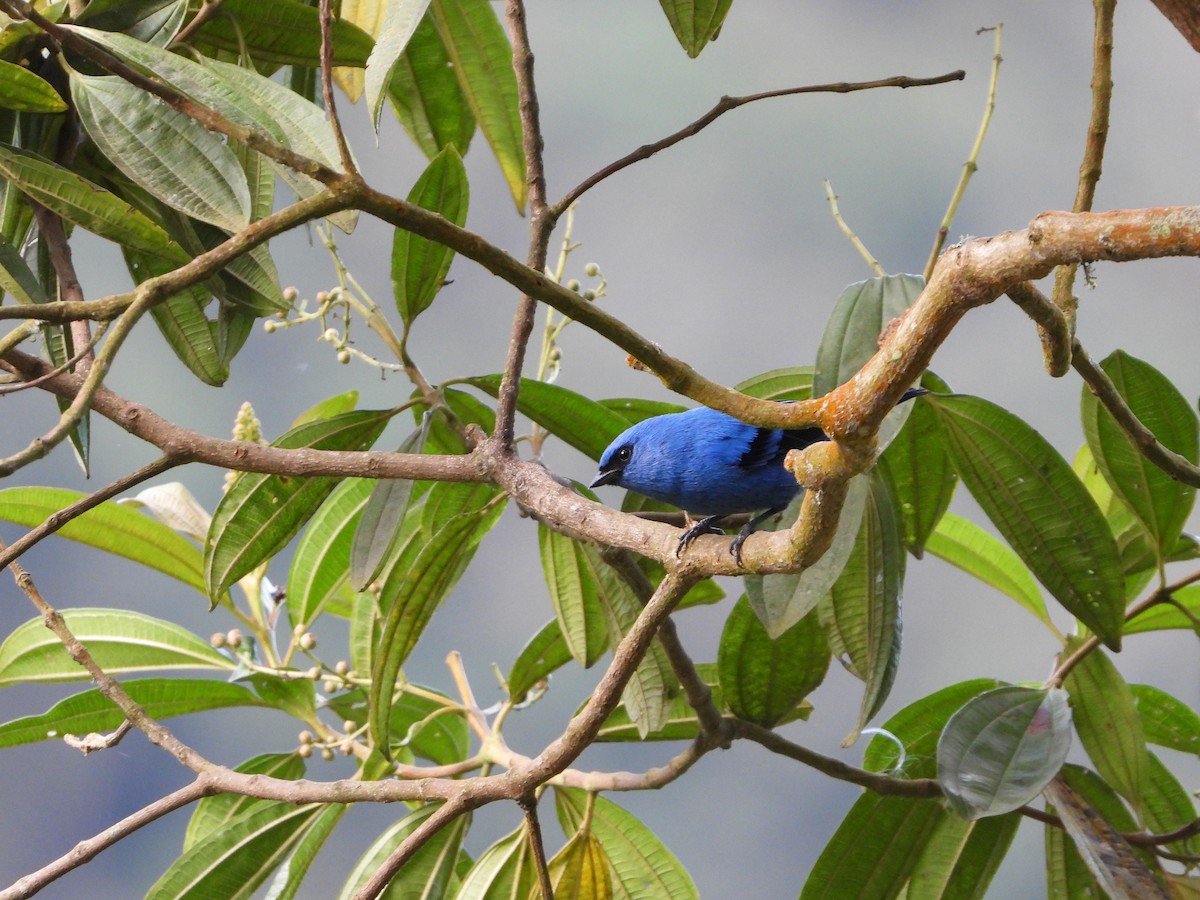 Blue-and-black Tanager - ML240307811