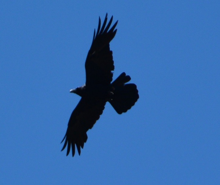 Common Raven - ML24030821