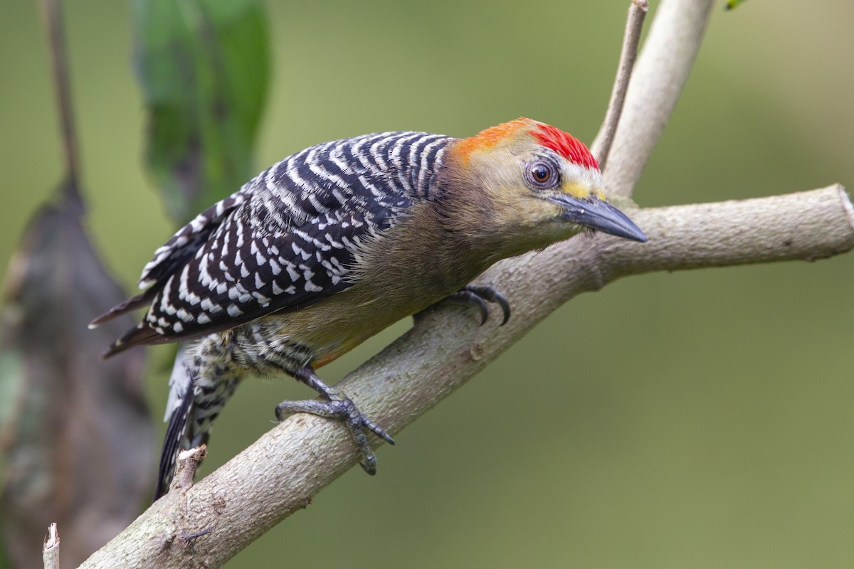 Red-crowned Woodpecker - ML240308331