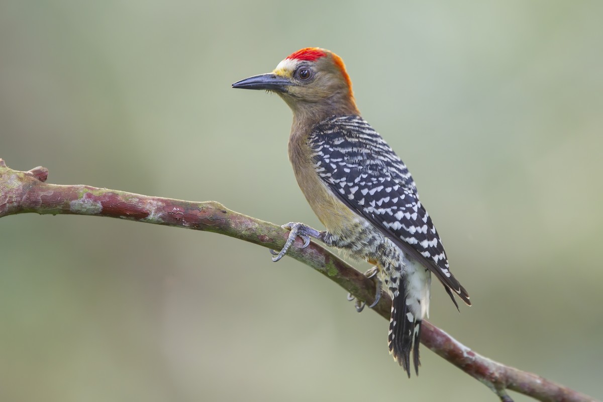 Red-crowned Woodpecker - Peter Hawrylyshyn