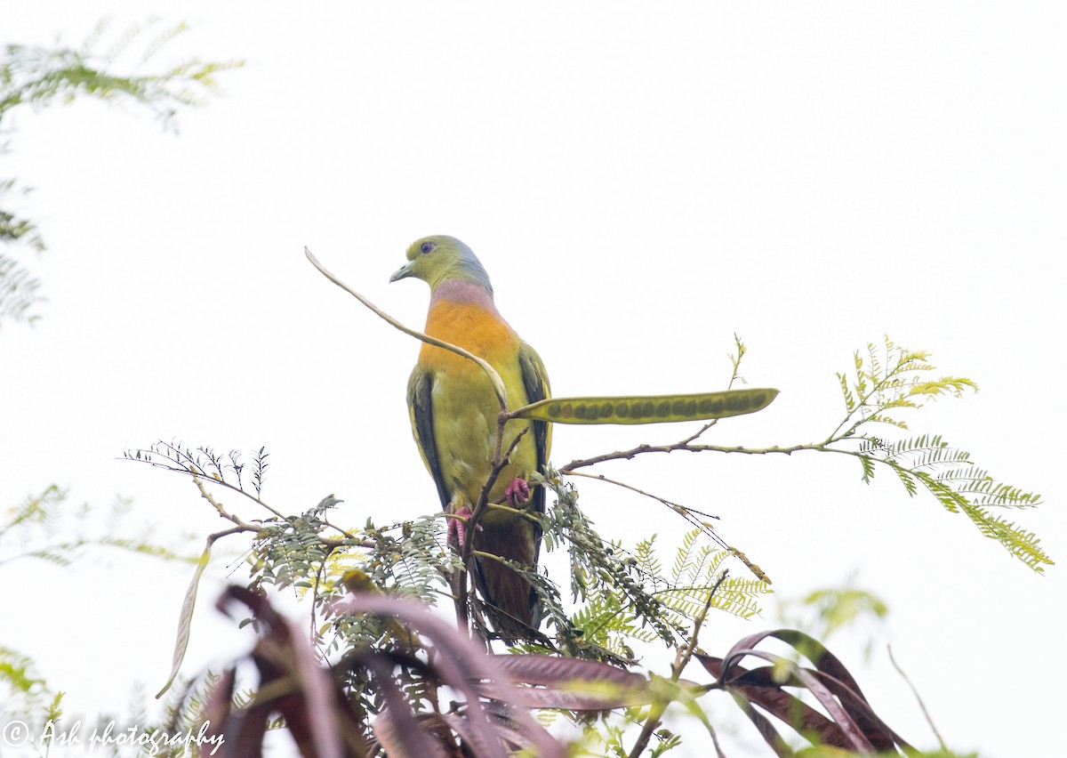 Orange-breasted Green-Pigeon - Ashwini Bhatt