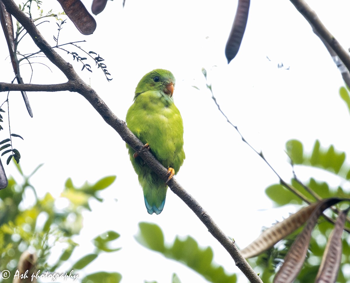 Vernal Hanging-Parrot - Ashwini Bhatt