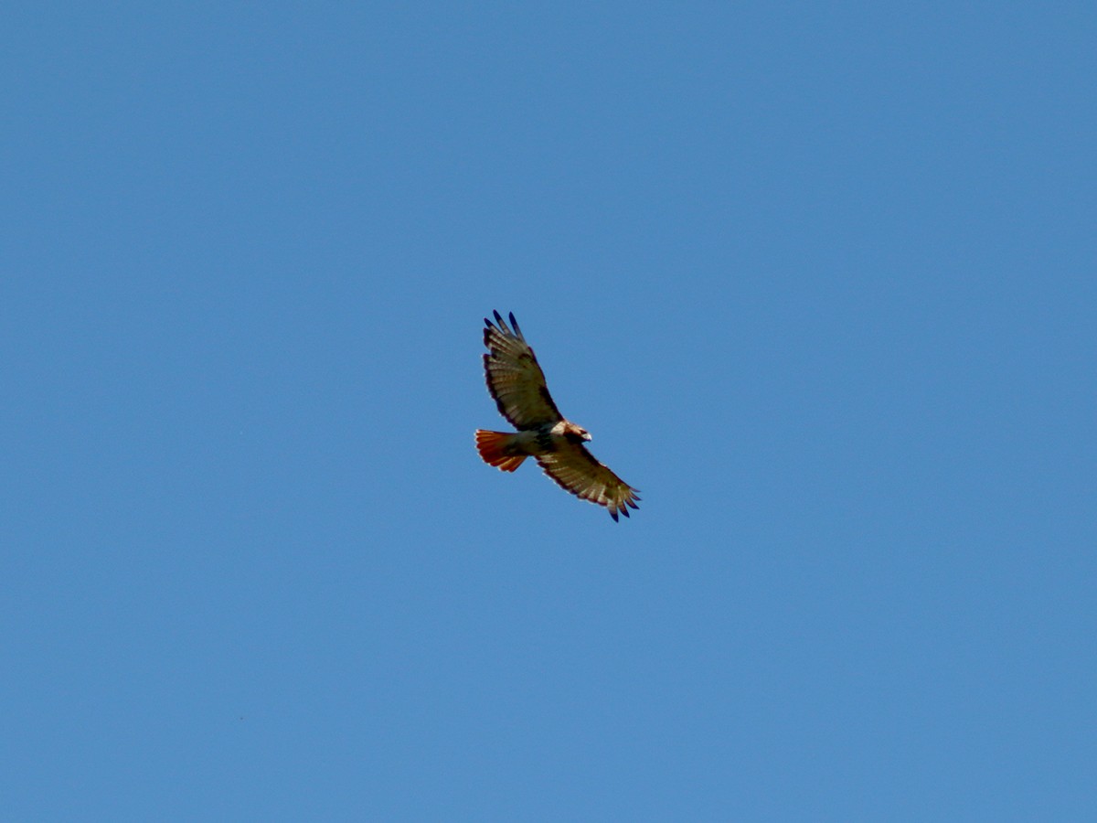 Red-tailed Hawk - ML240317611