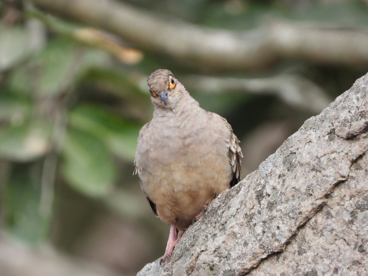 Bare-faced Ground Dove - Kerly Solange Castillo Aguinaga