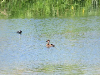 Ring-necked Duck, ML24031911