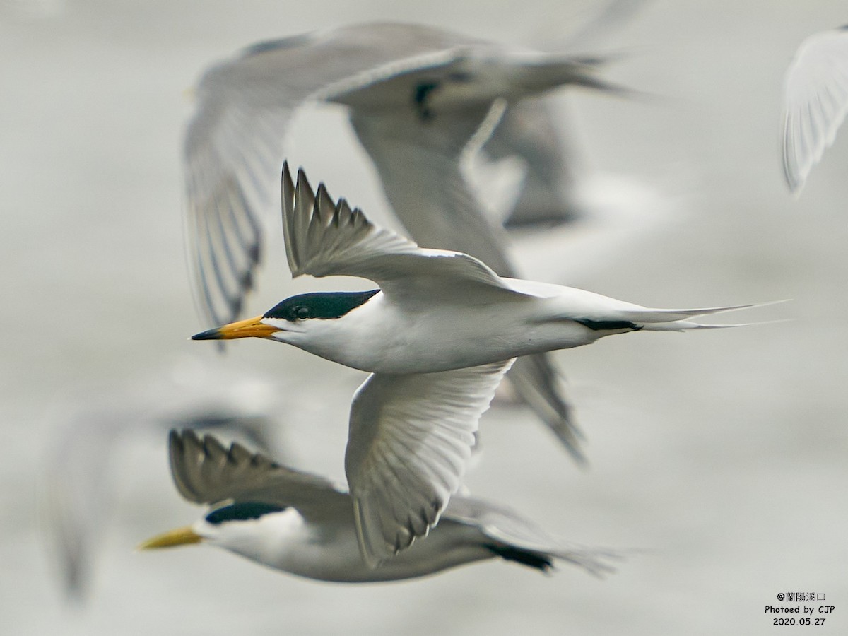 Chinese Crested Tern - Chieh-Peng Chen
