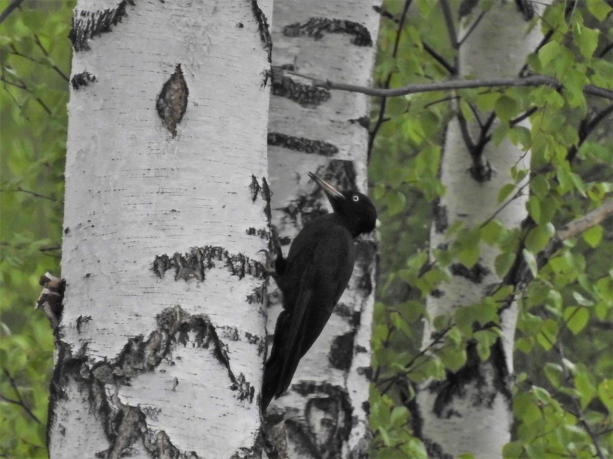 Black Woodpecker - Xeniya Volya