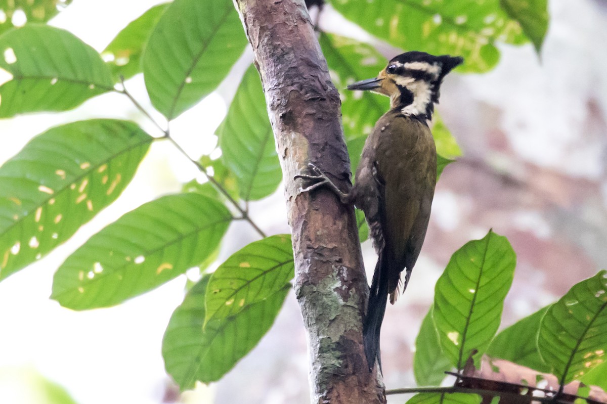 Olive-backed Woodpecker - Robert Lewis