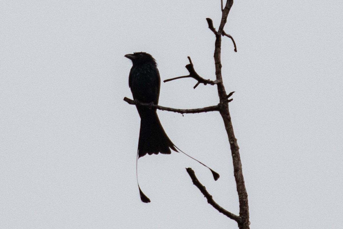 Greater Racket-tailed Drongo - ML240329321