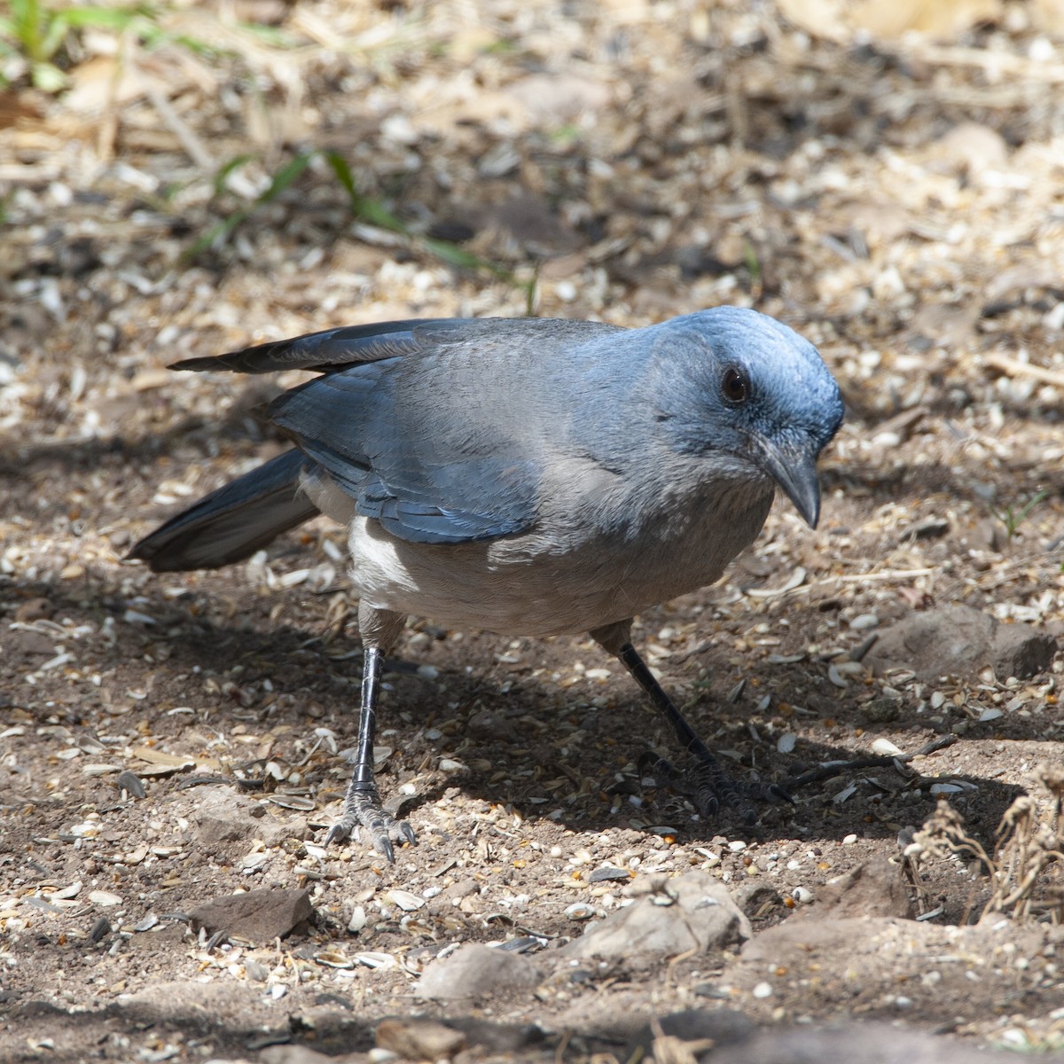 Mexican Jay - ML240332521
