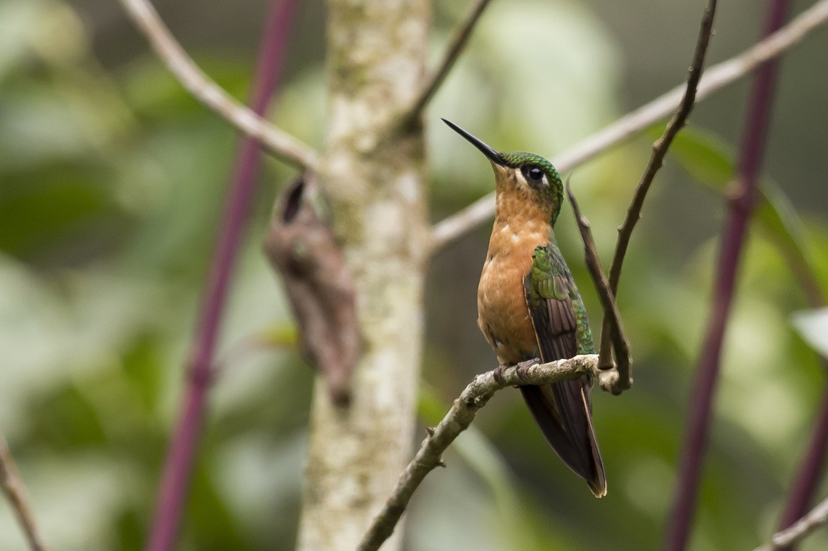 kolibřík brazilský - ML240333981