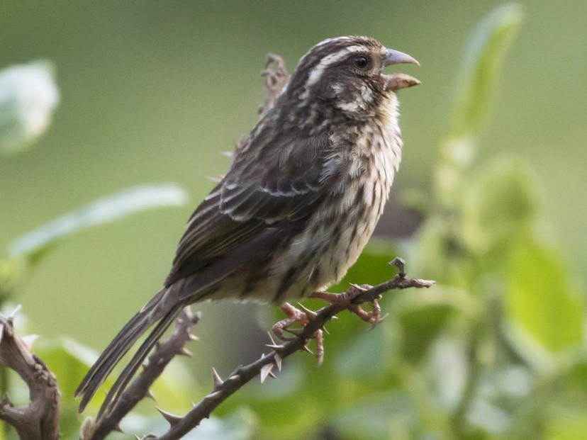 Streaky Seedeater - Michael Todd