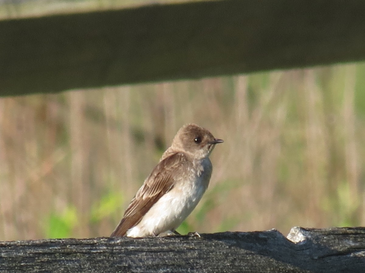Northern Rough-winged Swallow - ML240334191