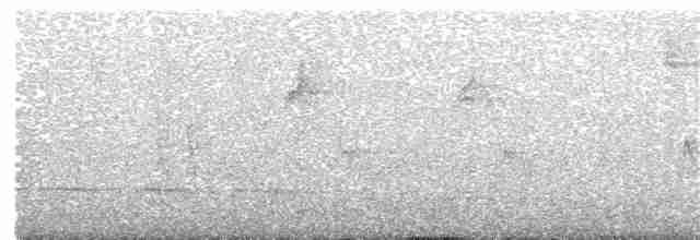 White-browed Warbler - ML240334791