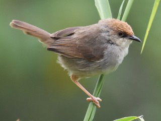  - Chubb's Cisticola