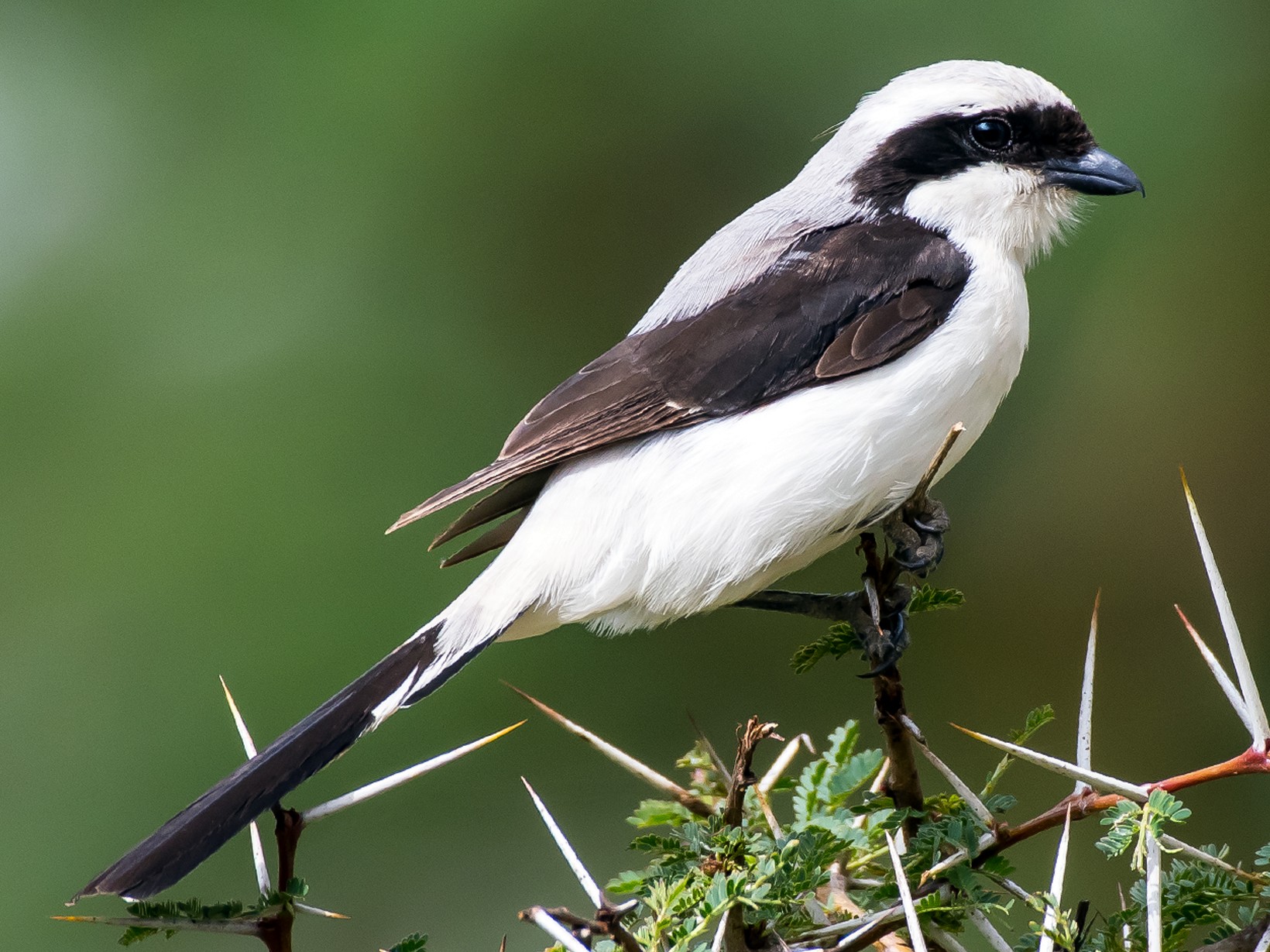 Gray-backed Fiscal - Michel Bourque
