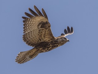 Mountain Buzzard - eBird