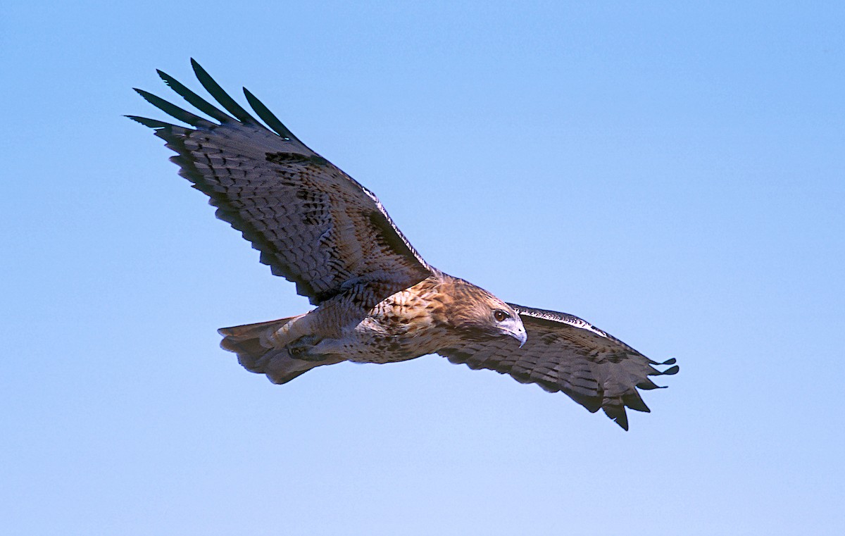 Red-tailed Hawk (calurus/alascensis) - ML240337421