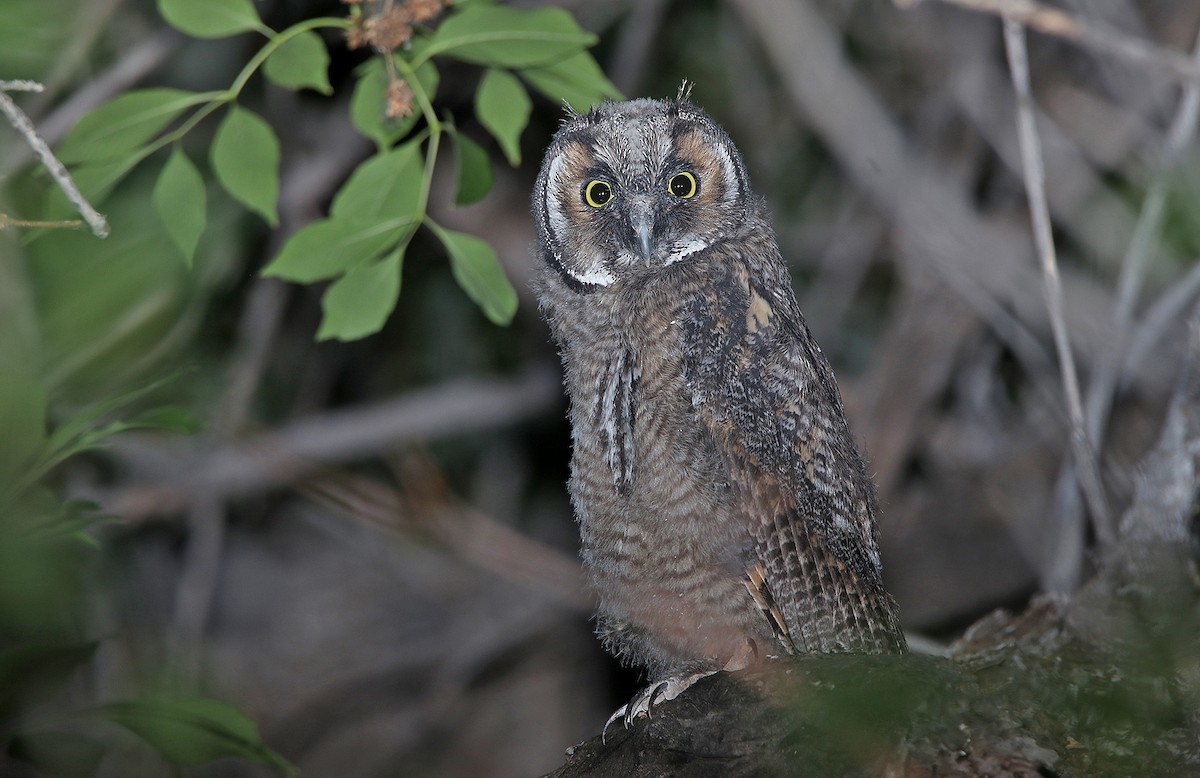 Long-eared Owl - Pitta Tours