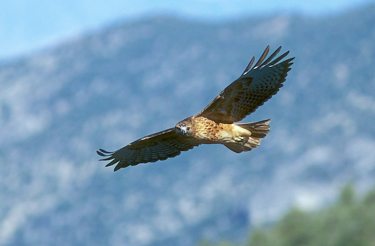 Red-tailed Hawk (calurus/alascensis) - ML240339041