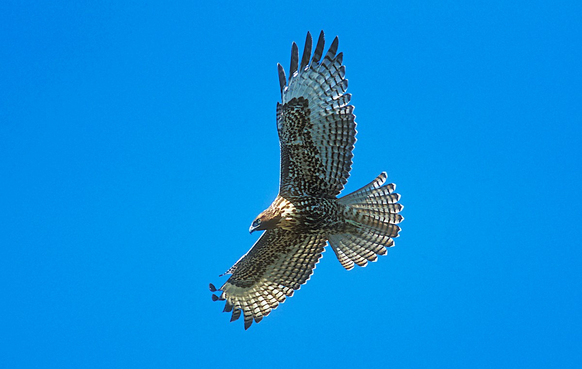 Red-tailed Hawk (calurus/alascensis) - ML240339051