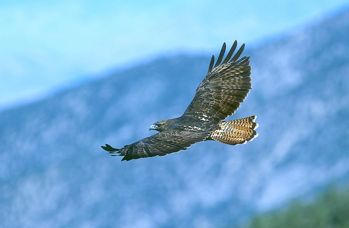 Red-tailed Hawk (calurus/alascensis) - ML240339061