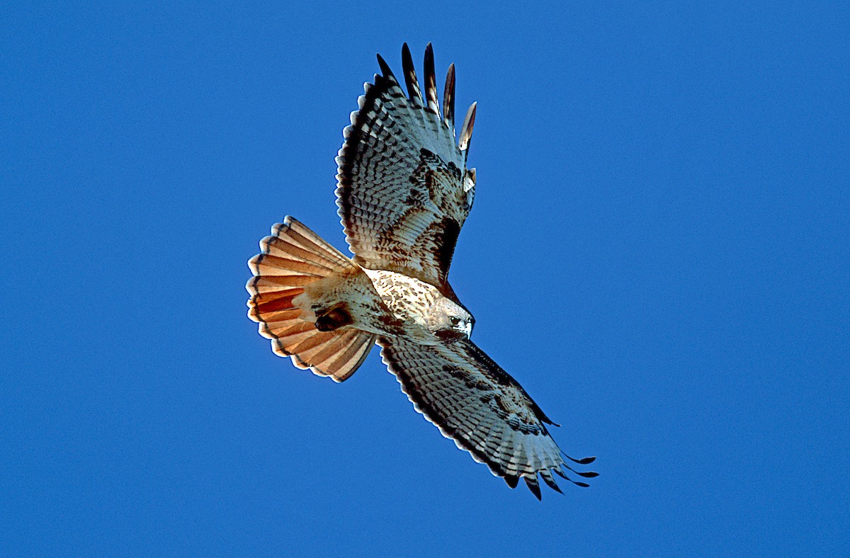 Red-tailed Hawk (calurus/alascensis) - ML240339551
