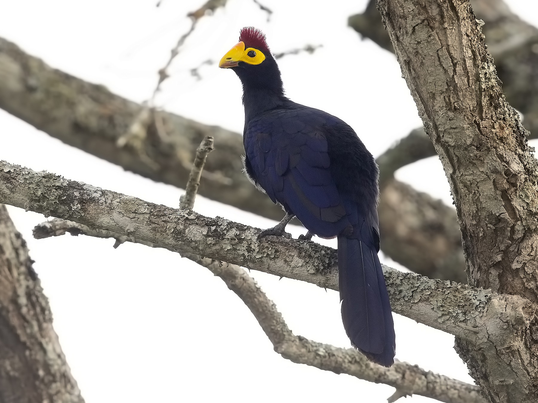 Ross's Turaco - Marco Valentini