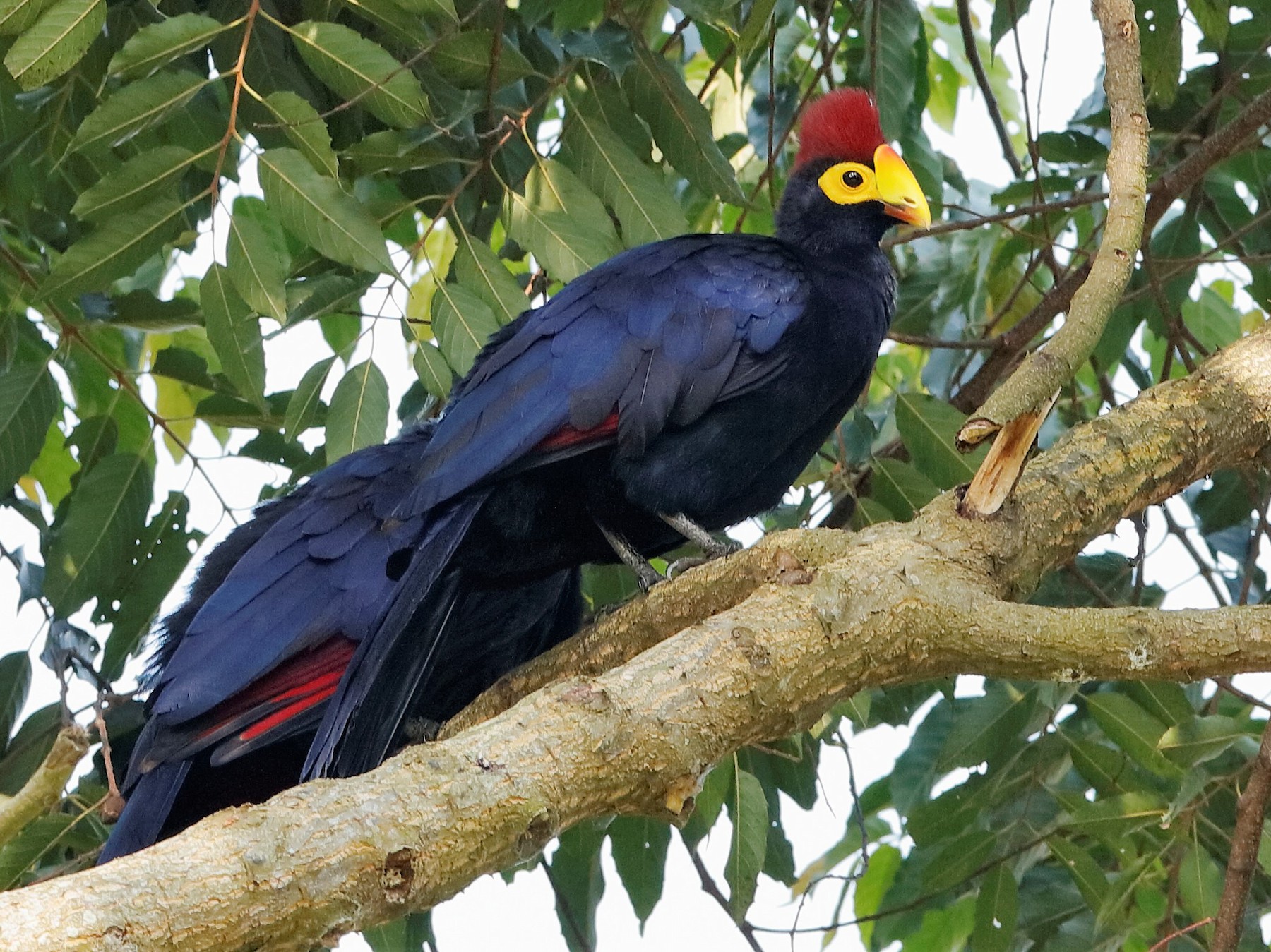 Ross's Turaco - Holger Teichmann