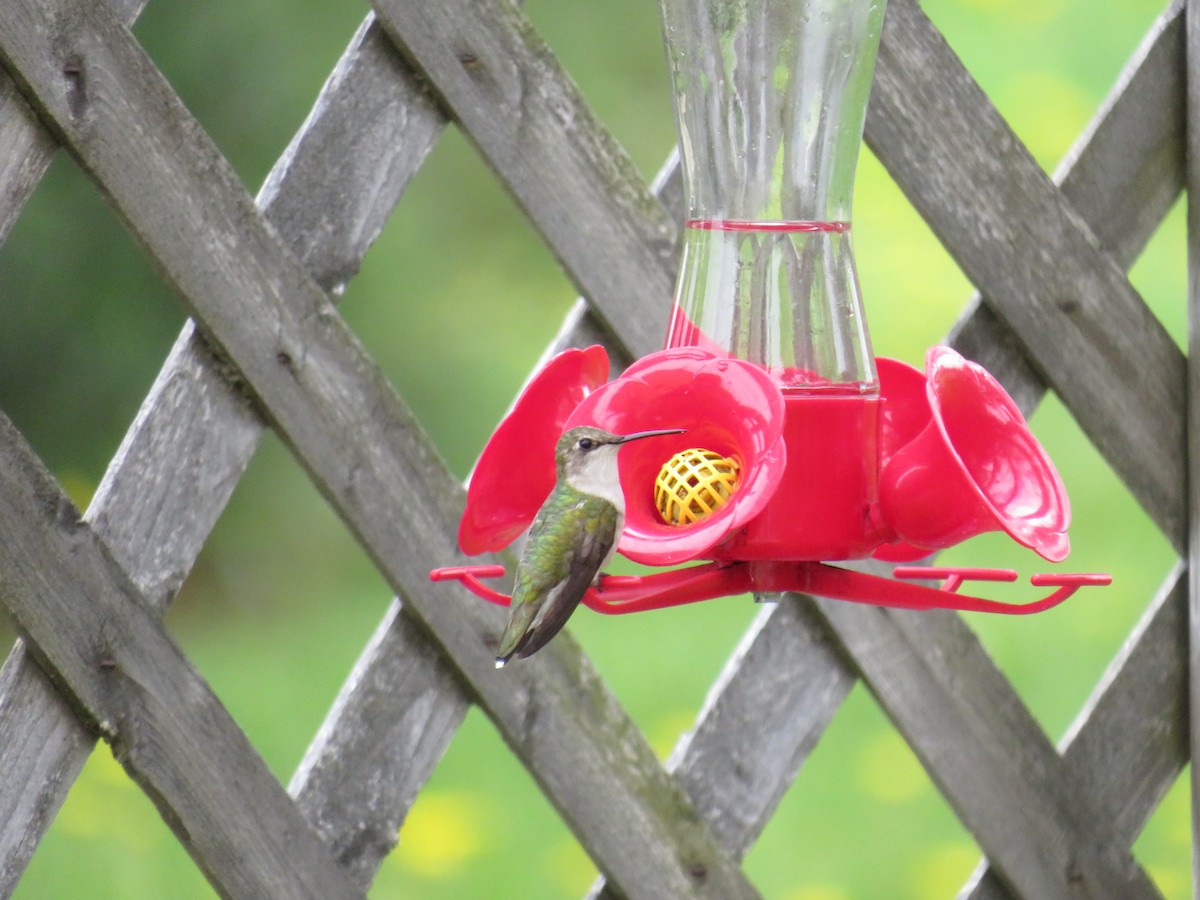 Ruby-throated Hummingbird - ML240342211