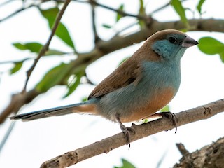 Табиғат жынысы